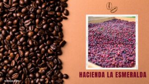 Most Expensive Coffee Hacienda La Esmeralda