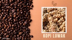 Most Expensive Coffee Kopi Luwak